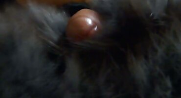 নাইজার ছানার ওপেন সেক্সি বিএফ প্রসারিত স্তনবৃন্ত দ্বারা প্রলুব্ধ।